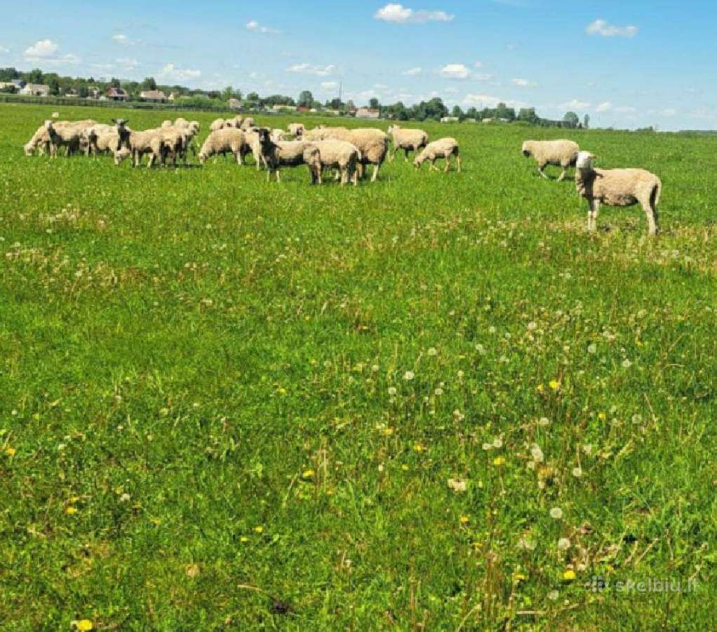 Perku Avisleskau pirkti aviy bei aviny. - nuotraukos Nr. 4