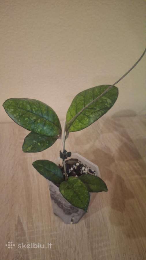 Hoya - nuotraukos Nr. 2