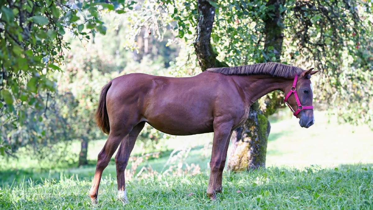 Grynaveislė kumelė - nuotraukos Nr. 3