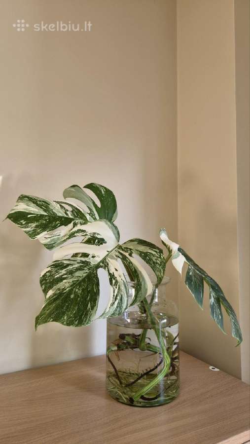 Monstera deliciosa variegata - nuotraukos Nr. 2