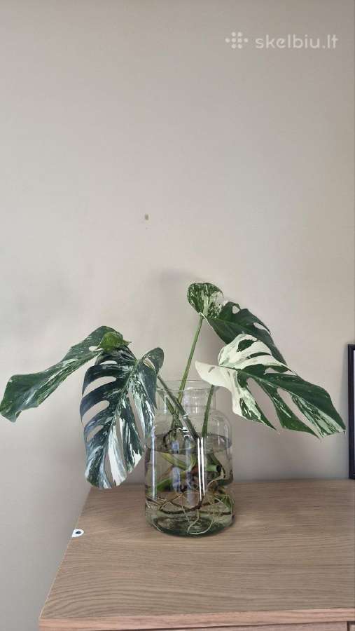 Monstera deliciosa variegata - nuotraukos Nr. 3