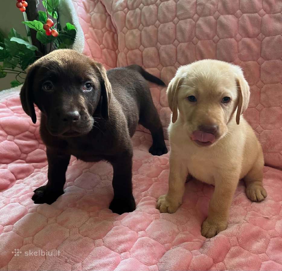 Parduodami Labradoro retriveriai. - nuotraukos Nr. 2