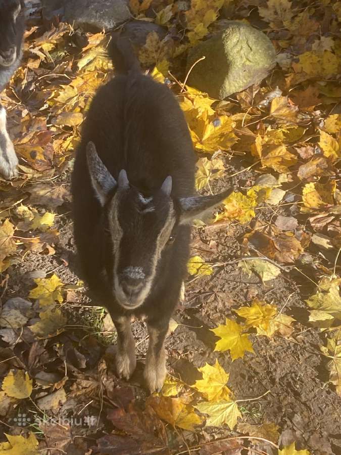 Parduodami 3 mėn. kamerūno veislės ožkytė,ožiukas - nuotraukos Nr. 2