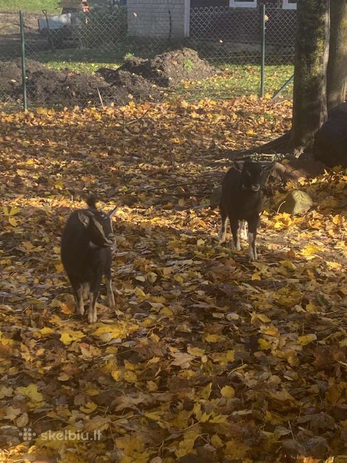 Parduodami 3 mėn. kamerūno veislės ožkytė,ožiukas - nuotraukos Nr. 4