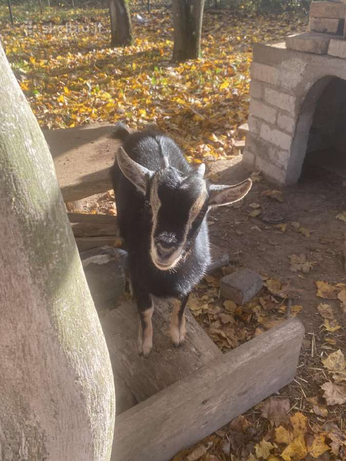 Parduodami 3 mėn. kamerūno veislės ožkytė,ožiukas - nuotraukos Nr. 5