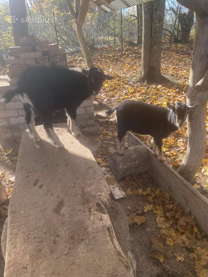 Parduodami 3 mėn. kamerūno veislės ožkytė,ožiukas - nuotraukos Nr. 10