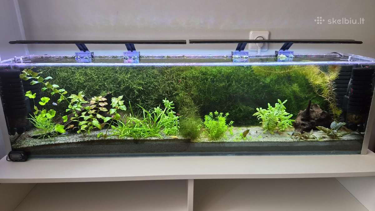 Akvariumas 50ltr - nuotraukos Nr. 2