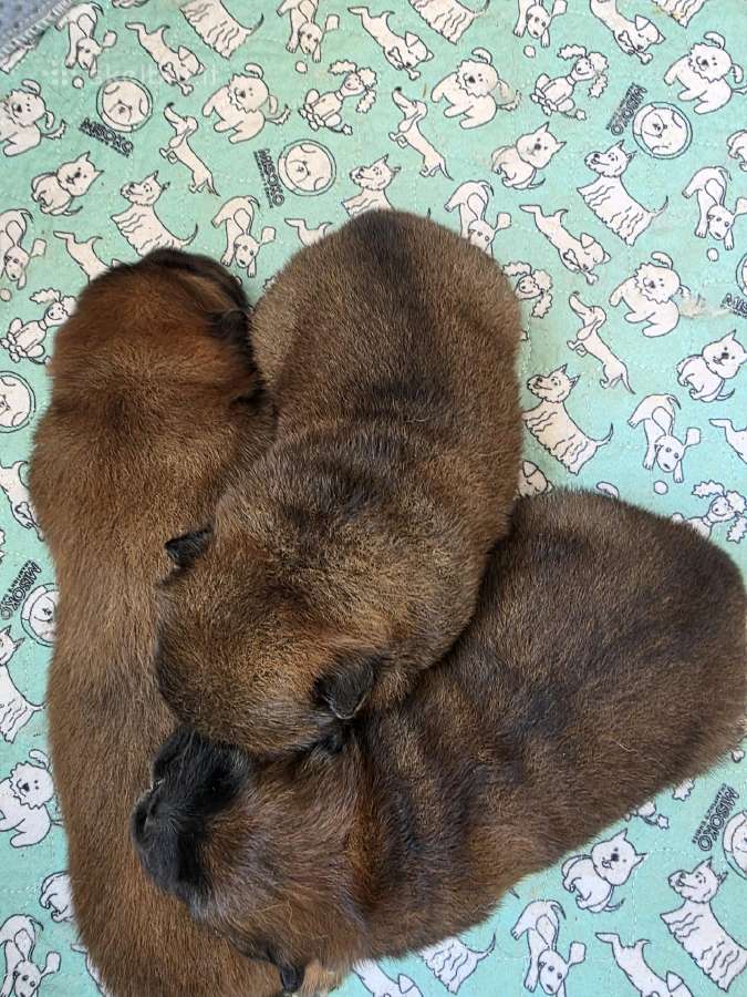 Čiau Čiau Veislės Berniukas - nuotraukos Nr. 2
