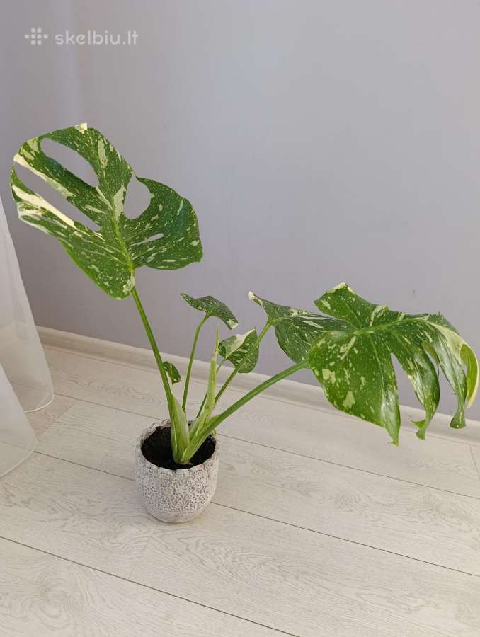 Monstera thai constellation - nuotraukos Nr. 2