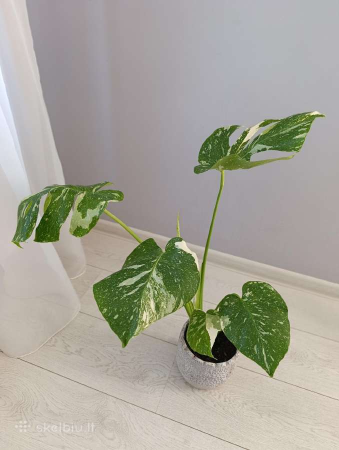 Monstera thai constellation - nuotraukos Nr. 3