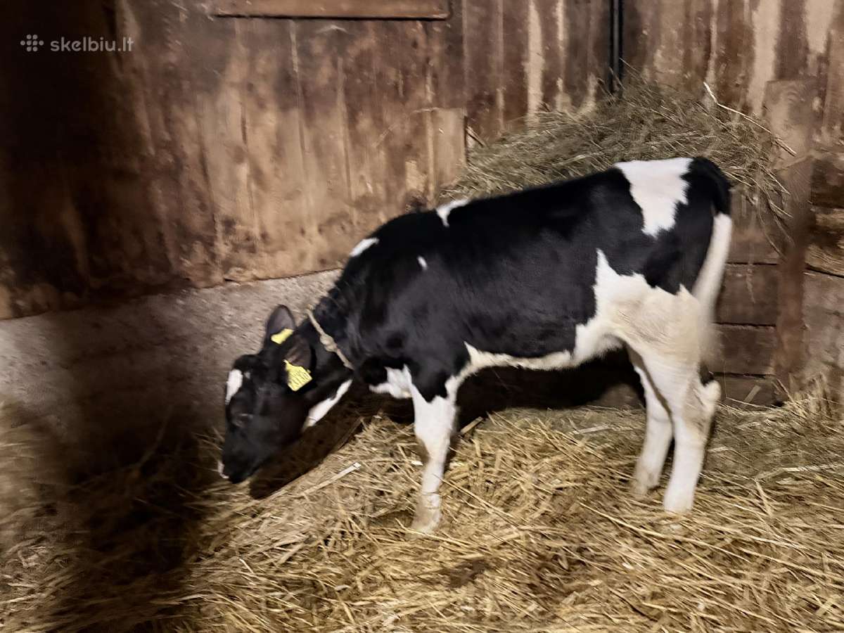 Parduodu telycaite ir metine telycia - nuotraukos Nr. 5
