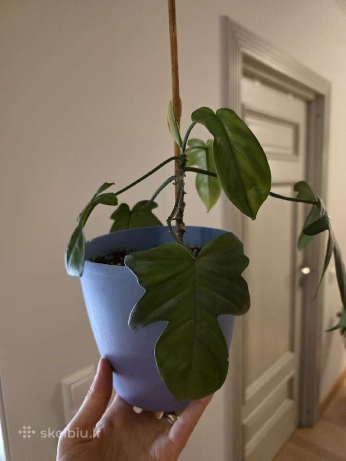 Philodendron Florida - nuotraukos Nr. 3