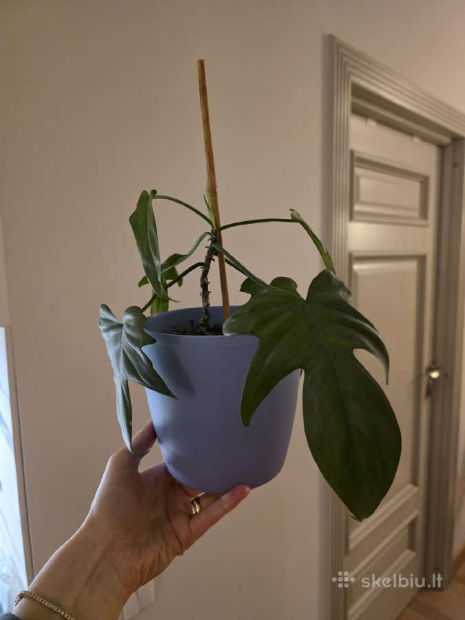 Philodendron Florida - nuotraukos Nr. 4