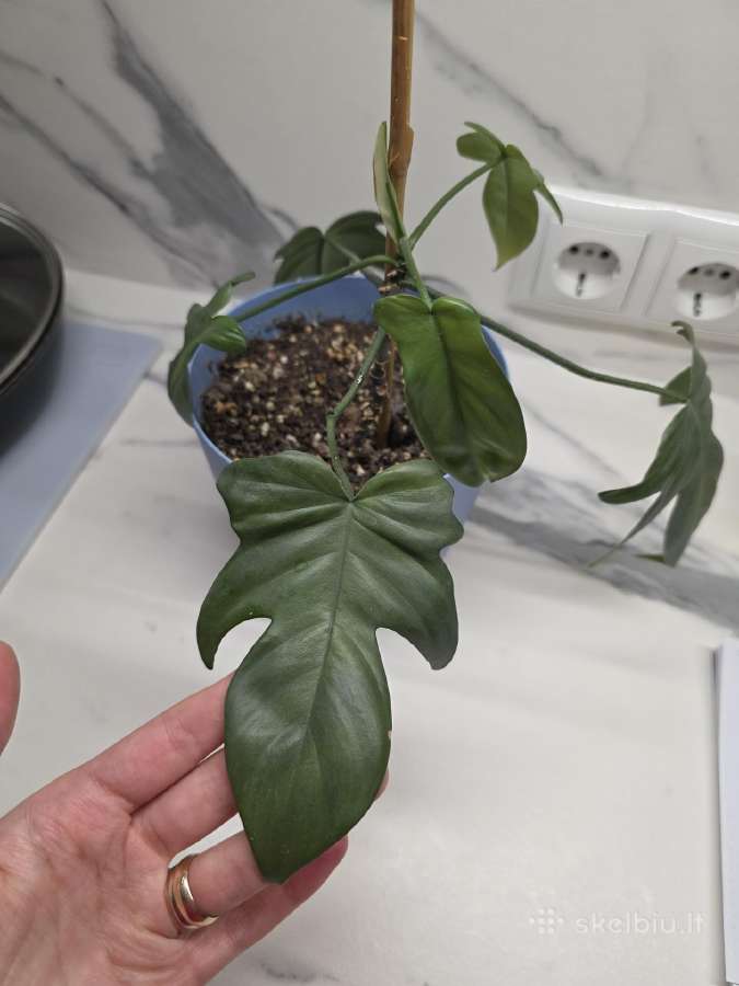 Philodendron Florida - nuotraukos Nr. 2