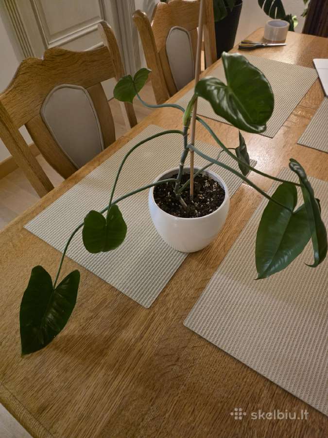 Philodendron Felix - nuotraukos Nr. 2