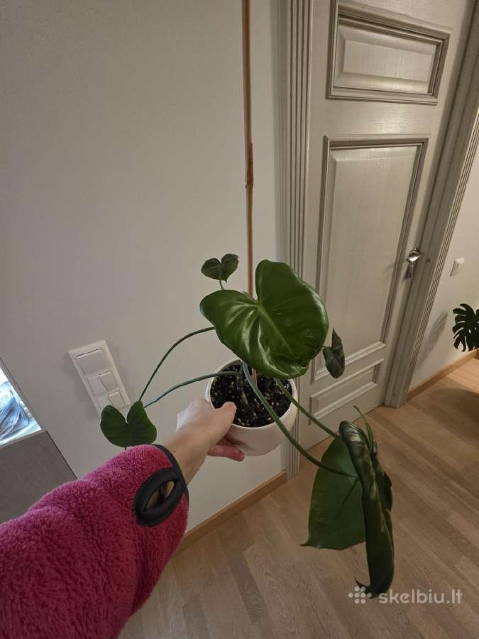 Philodendron Felix - nuotraukos Nr. 3