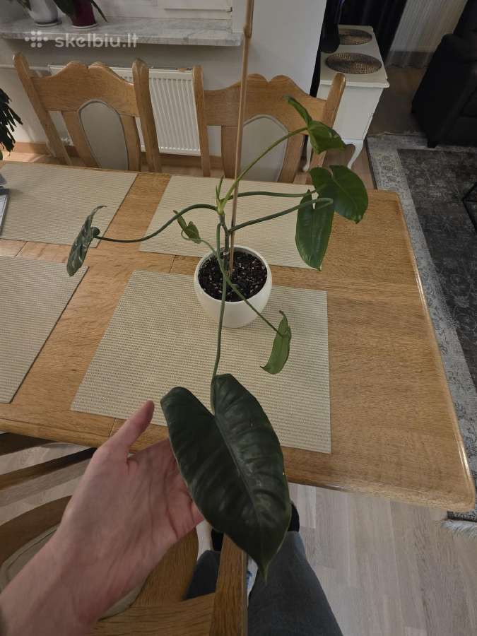 Philodendron Felix - nuotraukos Nr. 4