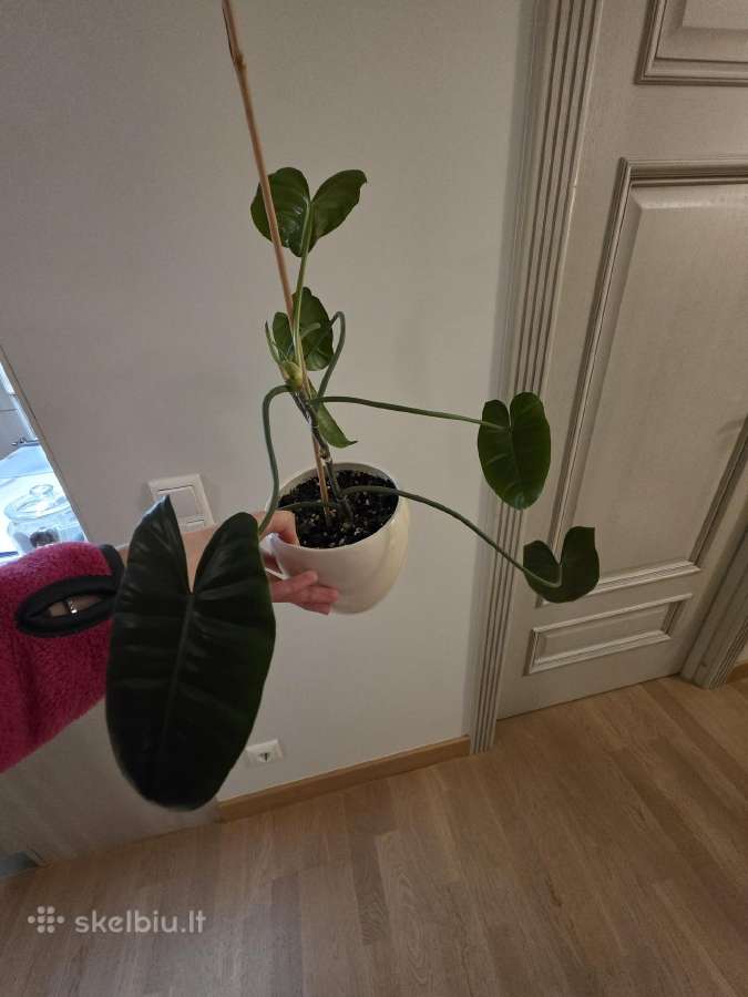 Philodendron Felix - nuotraukos Nr. 5