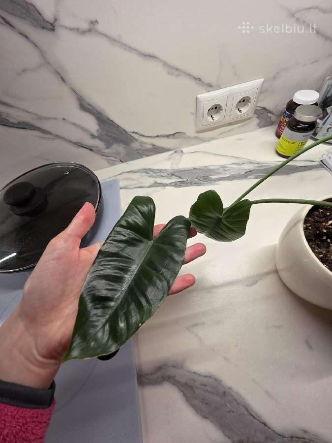 Philodendron Felix - nuotraukos Nr. 6