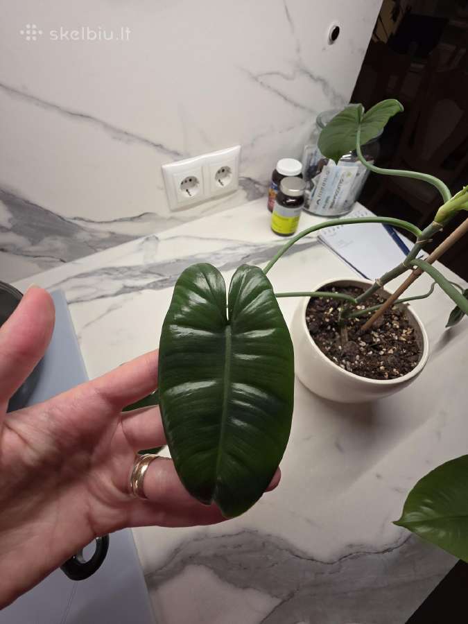Philodendron Felix - nuotraukos Nr. 7