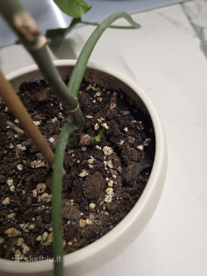 Philodendron Felix - nuotraukos Nr. 8