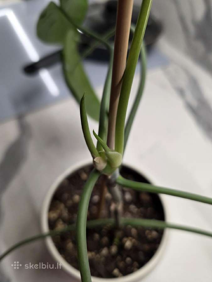 Philodendron Felix - nuotraukos Nr. 9