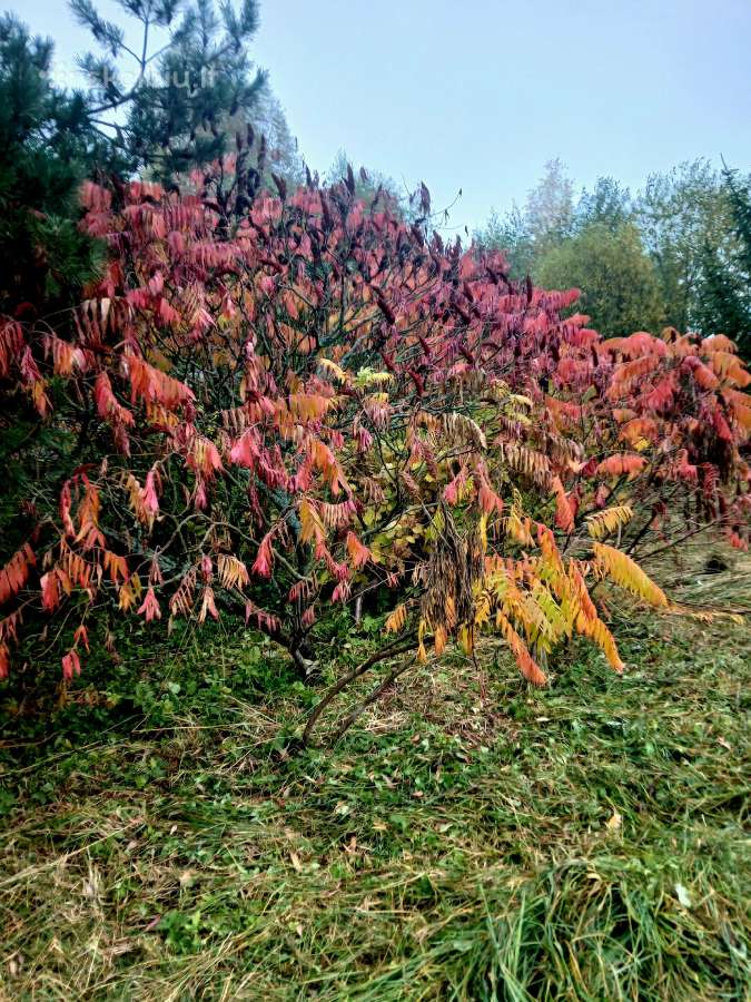 Parduodamas 1,4 ha žemės ūkio paskirties sklypas - nuotraukos Nr. 14