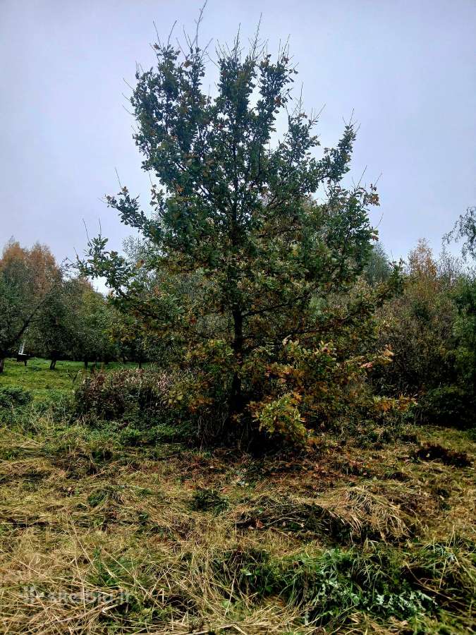 Parduodamas 1,4 ha žemės ūkio paskirties sklypas - nuotraukos Nr. 17