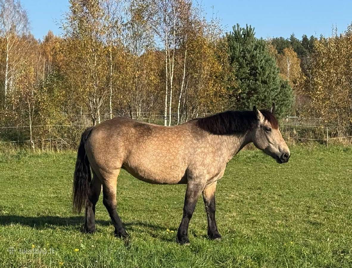 Parduodamos kumelės. - nuotraukos Nr. 2