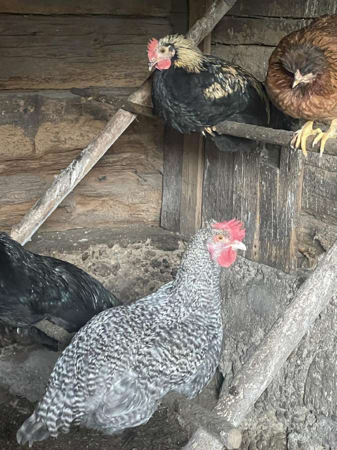Gaideliai, nykštukiniai gaideliai - nuotraukos Nr. 5