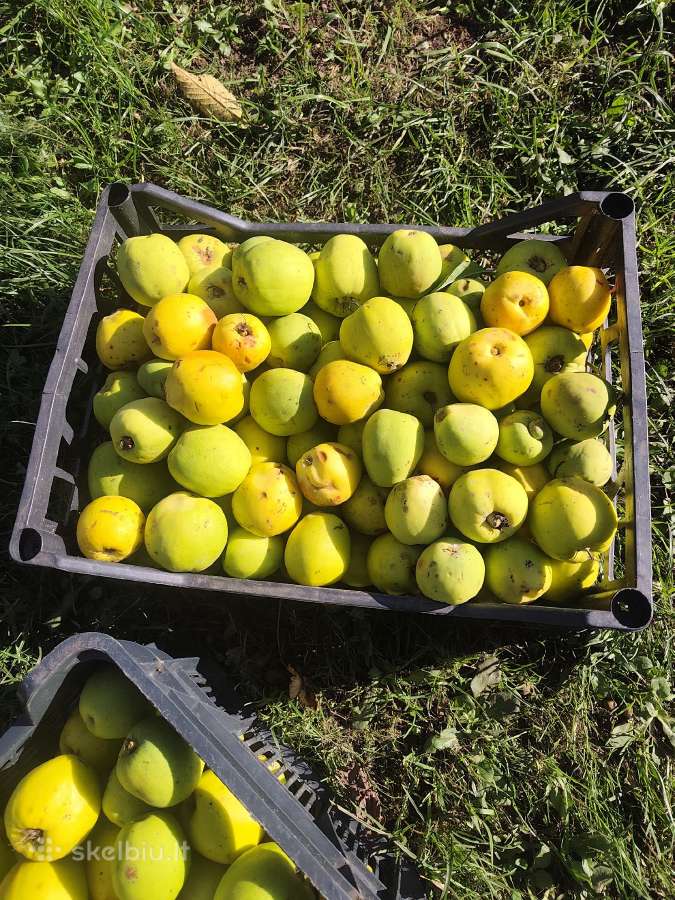Parduodu cidonijos vaisius - nuotraukos Nr. 3