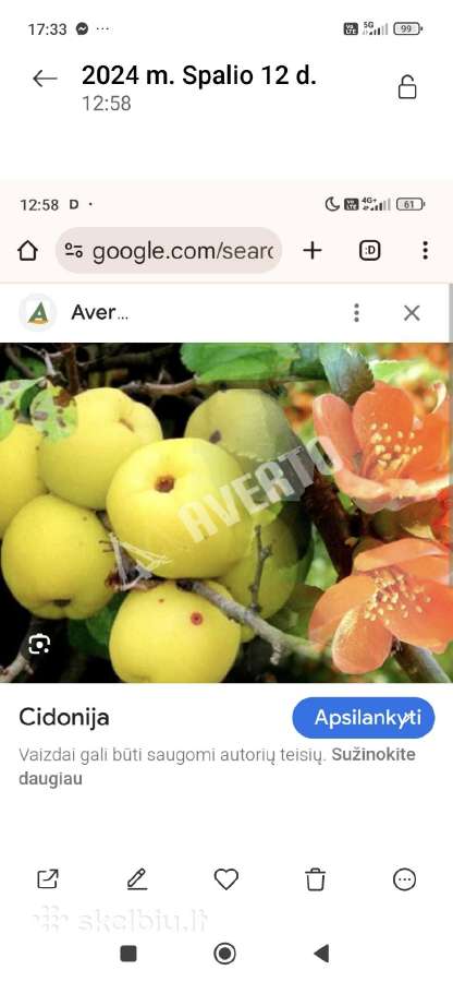 Parduodu cidonijos vaisius - nuotraukos Nr. 5