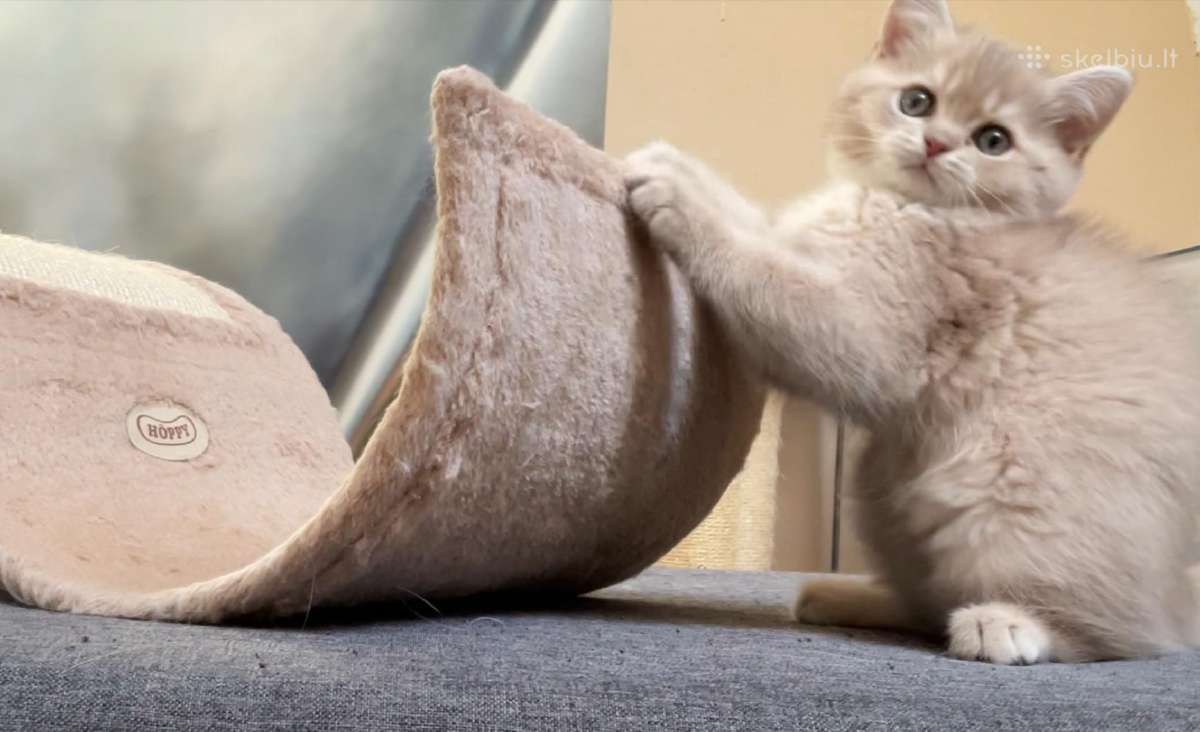 Golden Britukai iš Amber Villard Cattery - nuotraukos Nr. 2