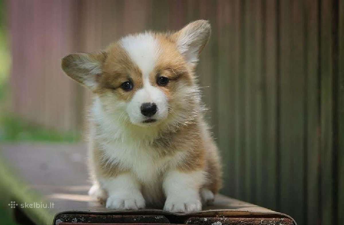 Welsh corgi pembroke boys & girls - nuotraukos Nr. 3
