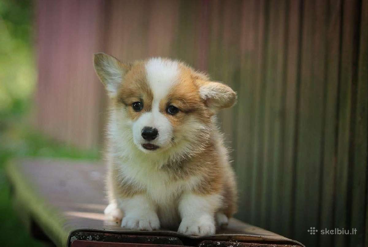Welsh corgi pembroke boys & girls - nuotraukos Nr. 4