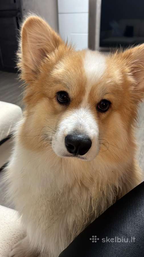 Welsh corgi pembroke boys & girls - nuotraukos Nr. 7