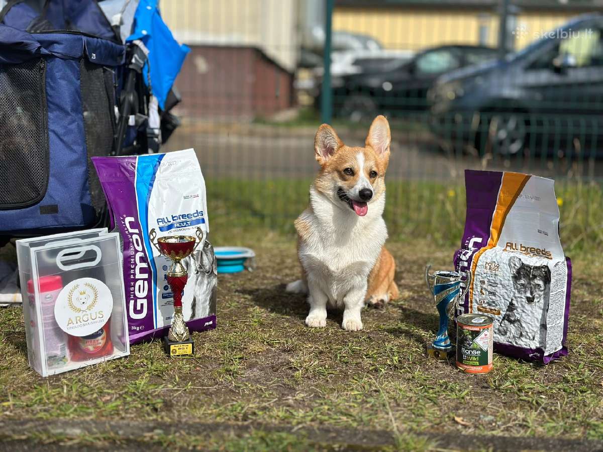 Welsh corgi pembroke boys & girls - nuotraukos Nr. 8