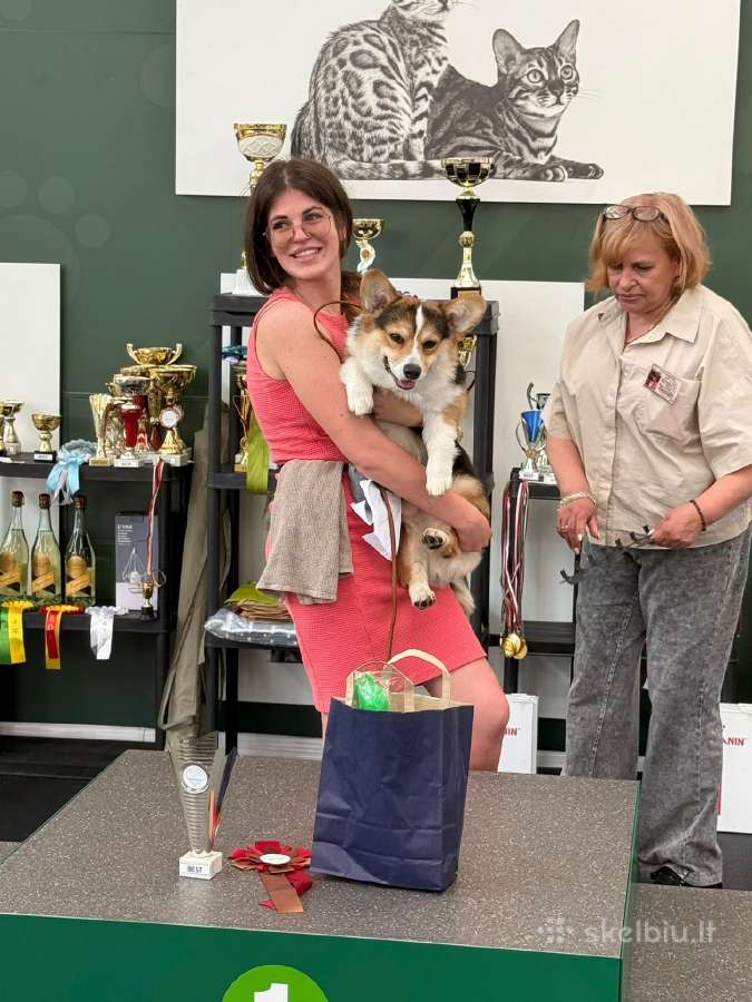 Welsh corgi pembroke boys & girls - nuotraukos Nr. 9