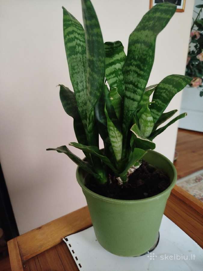 Parduodu sansivijera Laurensija 45 cm aukš - nuotraukos Nr. 2