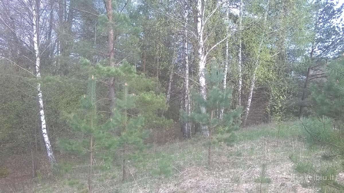 Skubiai Parduodamas sklypas 2,05ha - nuotraukos Nr. 3