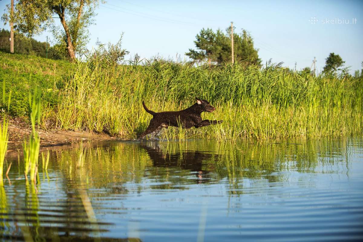 Garbanotas retriveris / Curly coated retriever - nuotraukos Nr. 7