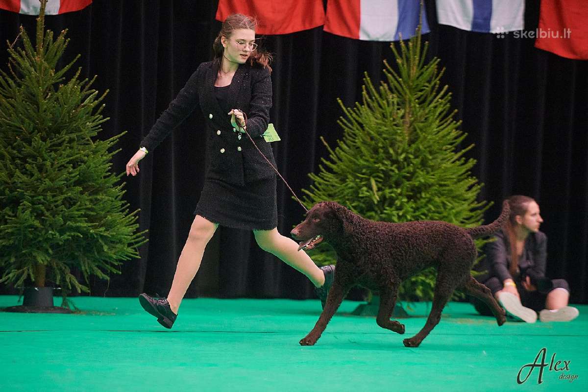 Garbanotas retriveris / Curly coated retriever - nuotraukos Nr. 6