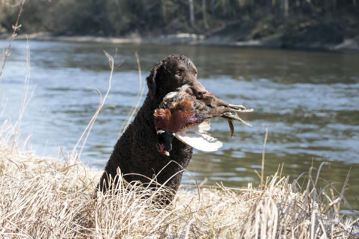 Garbanotas retriveris / Curly coated retriever - nuotraukos Nr. 8