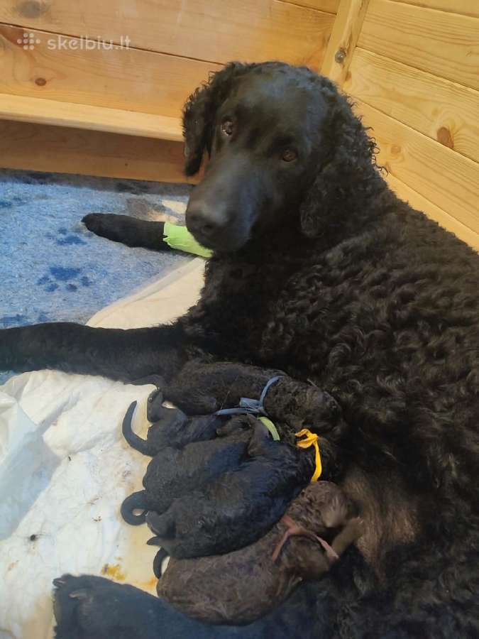 Garbanotas retriveris / Curly coated retriever - nuotraukos Nr. 3