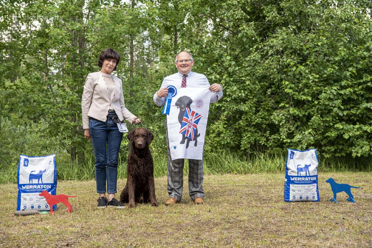 Garbanotas retriveris / Curly coated retriever - nuotraukos Nr. 5