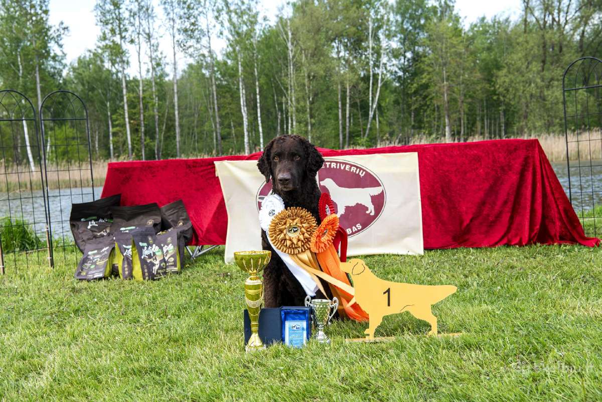 Garbanotas retriveris / Curly coated retriever - nuotraukos Nr. 9