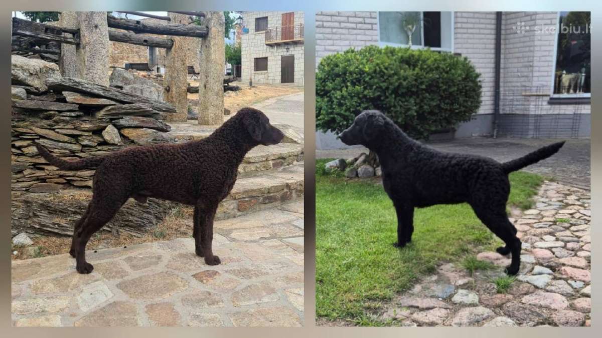 Garbanotas retriveris / Curly coated retriever - nuotraukos Nr. 2