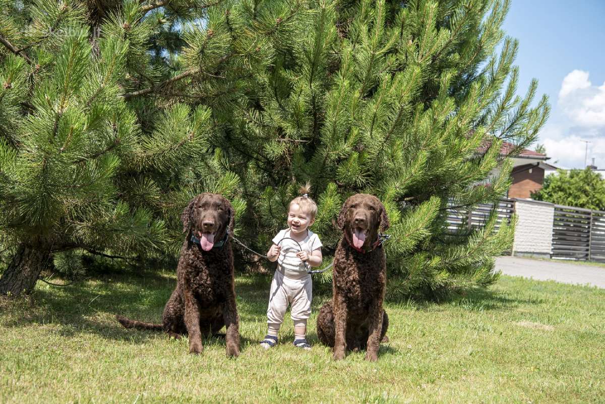 Garbanotas retriveris / Curly coated retriever - nuotraukos Nr. 10