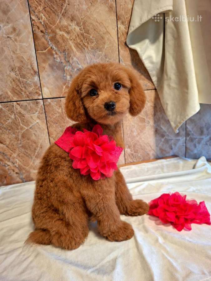 Cavapoo - nuotraukos Nr. 3