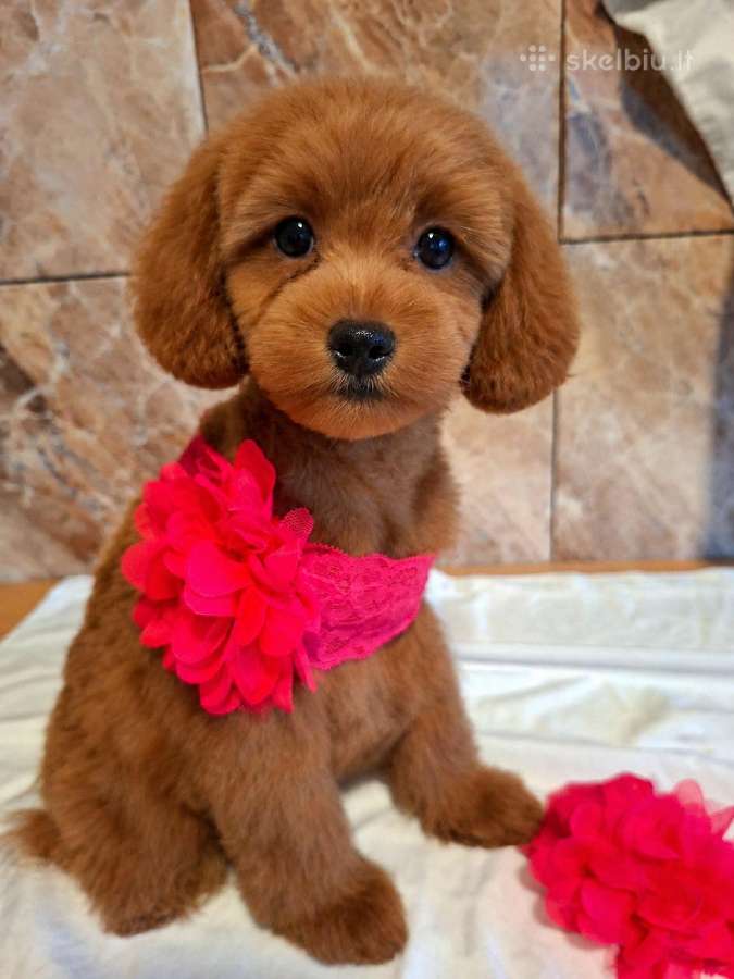 Cavapoo - nuotraukos Nr. 5